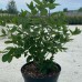 Hortensia paniculata Grandiflora C5
